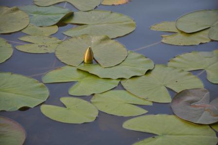 Knobleharjevo 2012 - Fotografski natečaj Občine Škocjan 2012 2